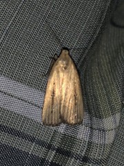 Macrochilo orciferalis