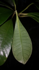 Psychotria onivensis