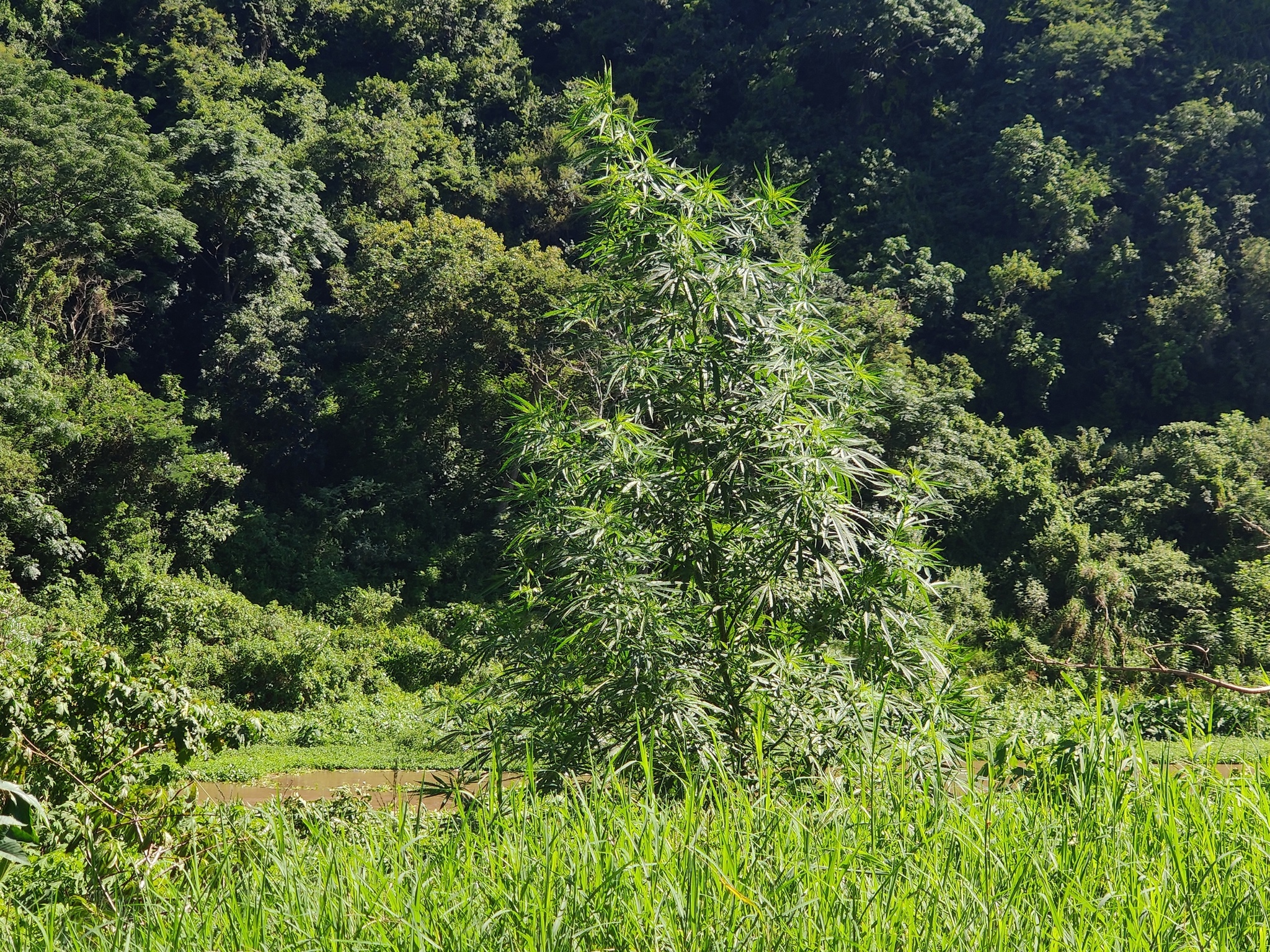 Imagem de Maconha