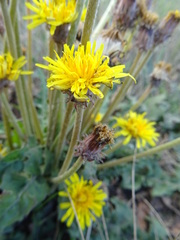 Taraxacum serotinum