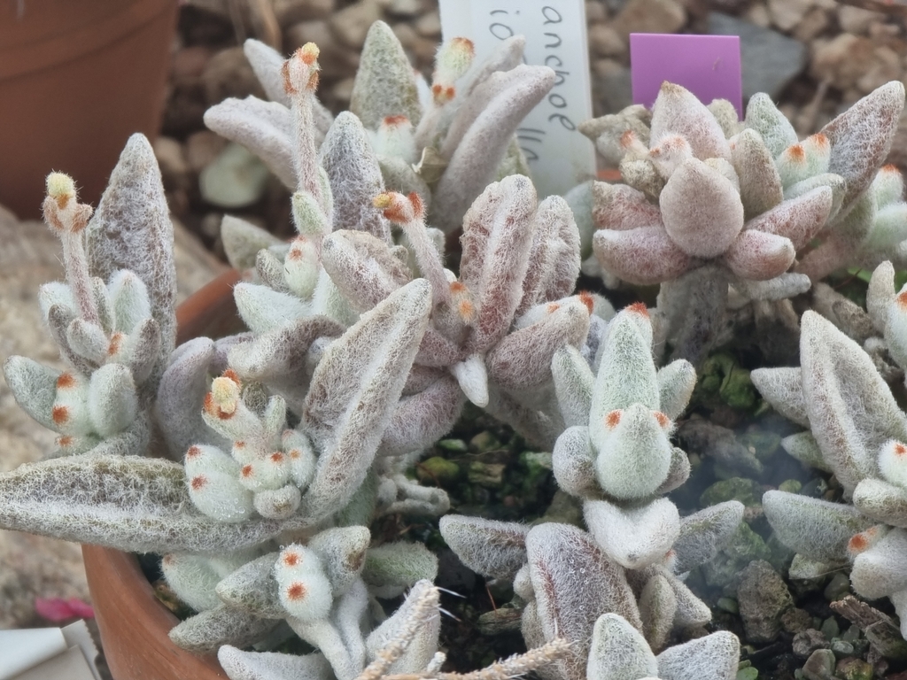 Kalanchoe eriophylla