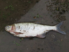 Brycon guatemalensis