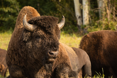 Bison bison athabascae