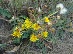 Taraxacum serotinum