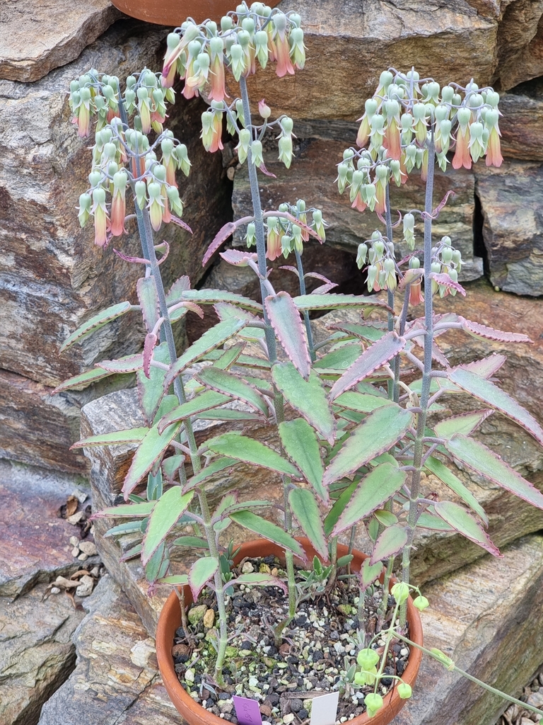 Kalanchoe perrieri