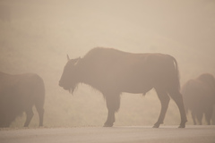Bison bison athabascae
