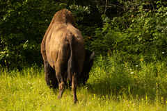 Bison bison athabascae