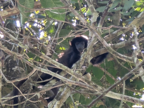 Yellow-handed Titi