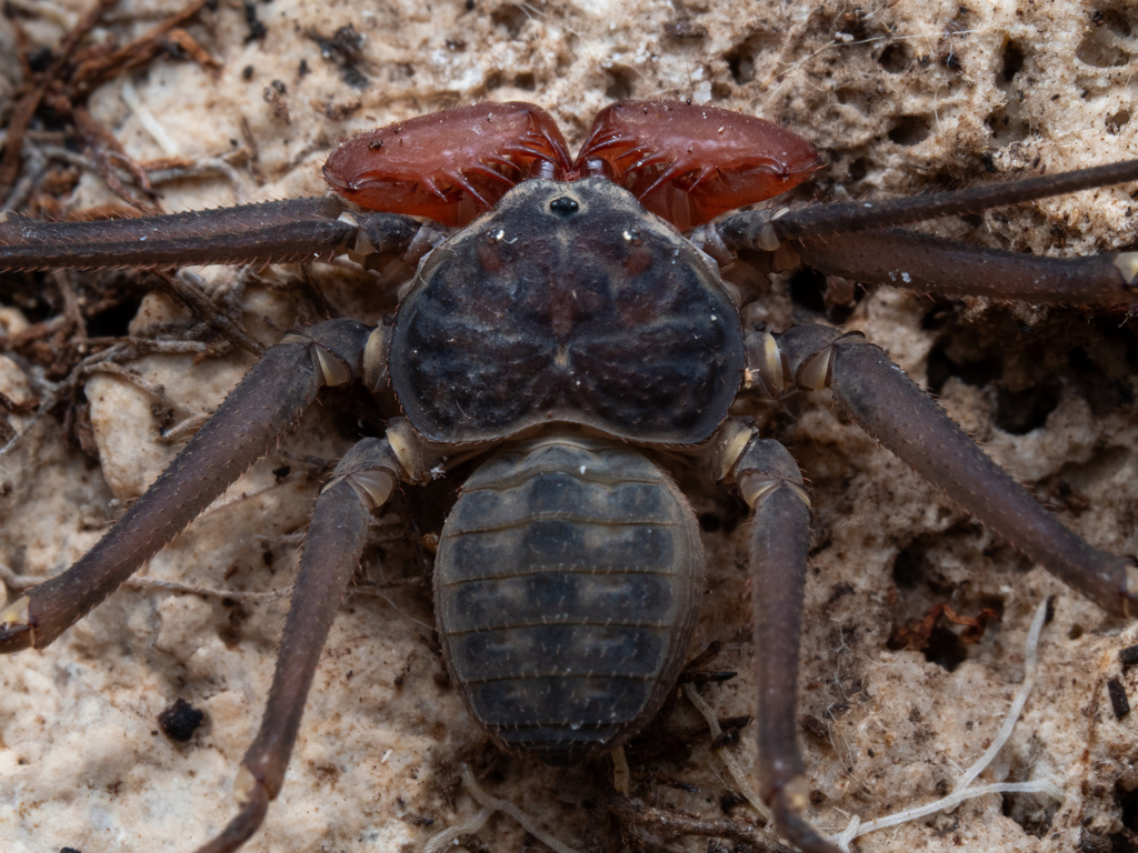 Paraphrynus cubensis