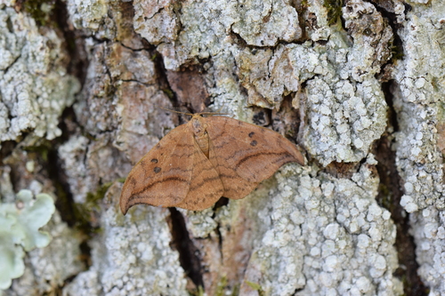 Drepana curvatula