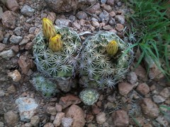 Coryphantha