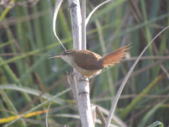 Limnoctites rectirostris