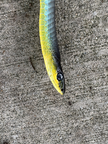 Common Tree Snake sighting