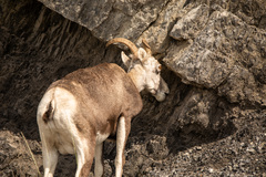 Ovis dalli stonei