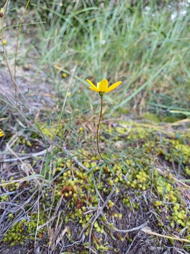 Image of Bidens triplinervia by no rights reserved