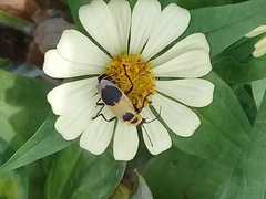 Chauliognathus distinguendus