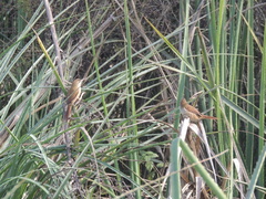 Limnoctites rectirostris