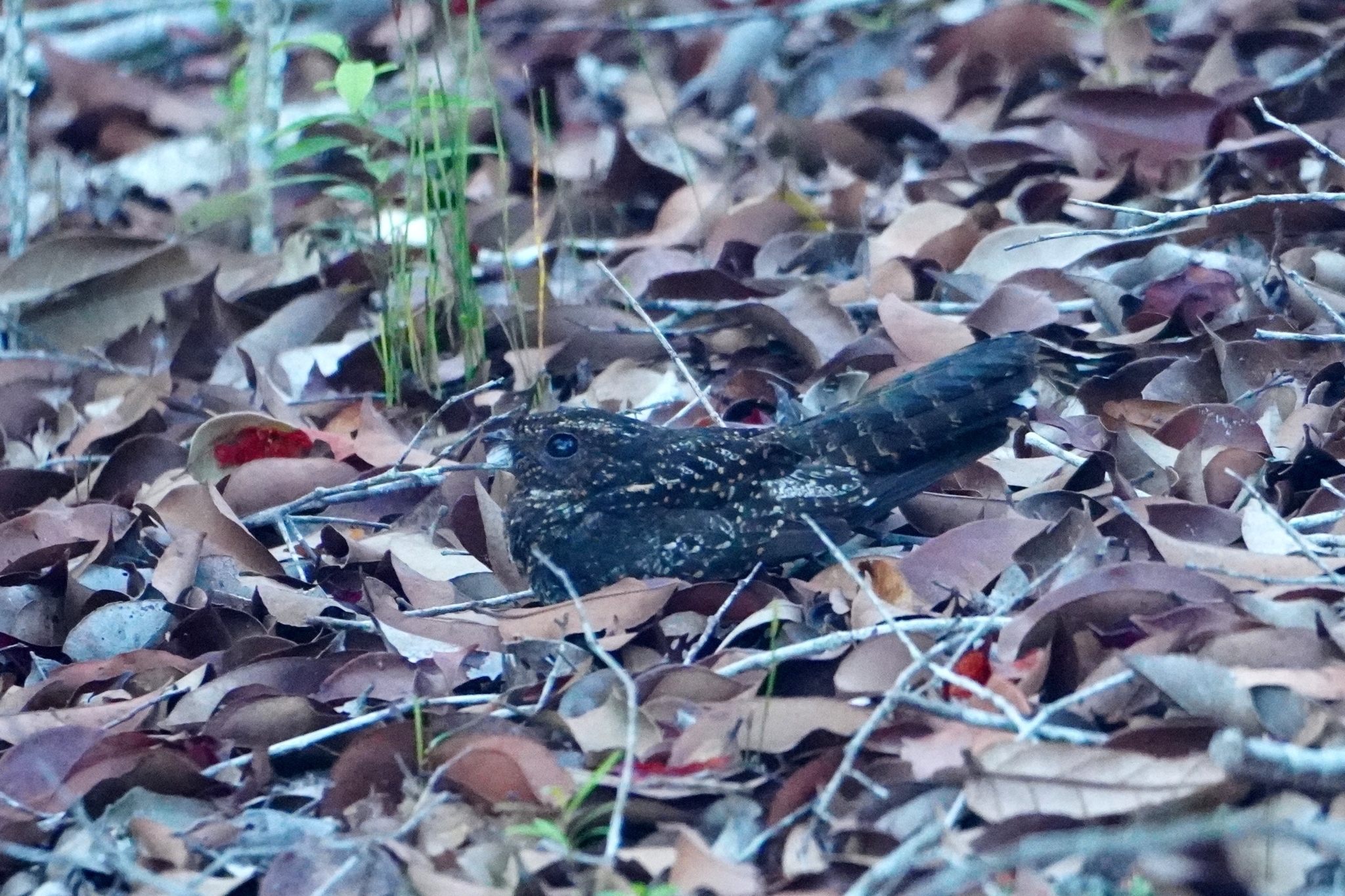 Blackish Nightjar (Nyctipolus nigrescens), photo 4