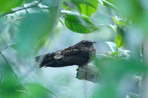 Blackish Nightjar (Nyctipolus nigrescens), photo 3