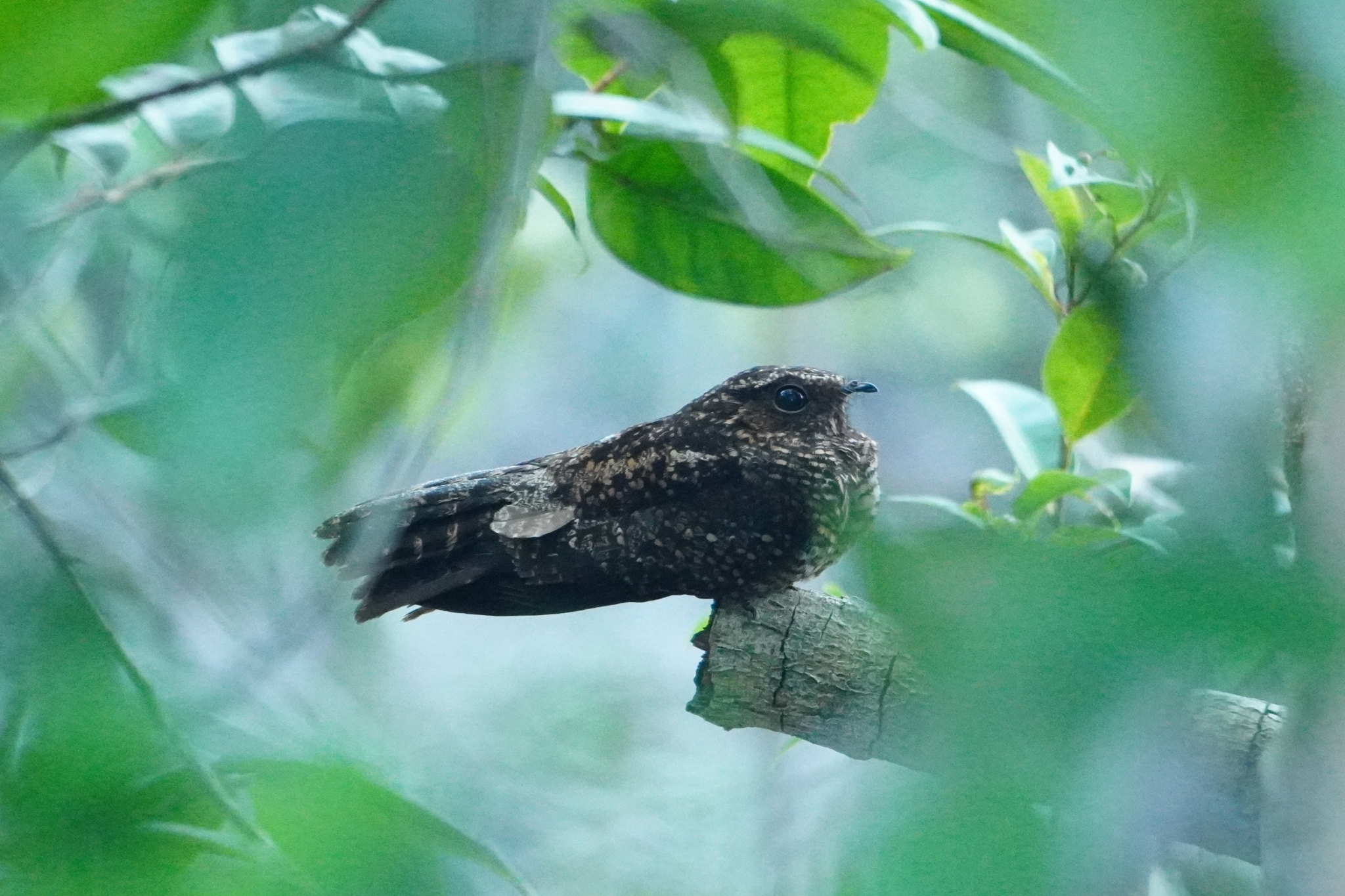 Blackish Nightjar (Nyctipolus nigrescens), photo 5