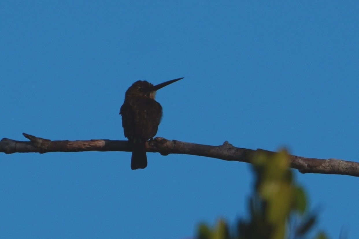 Brown Jacamar (Brachygalba lugubris), photo 4