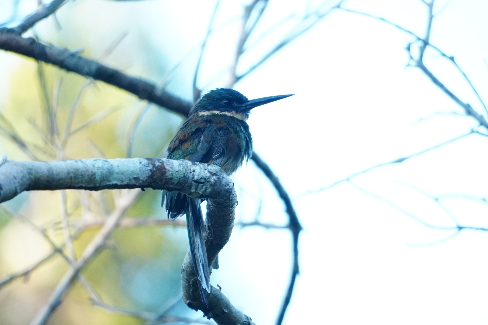Bronzy Jacamar (Galbula leucogastra), photo 3