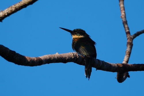 Bronzy Jacamar (Galbula leucogastra)