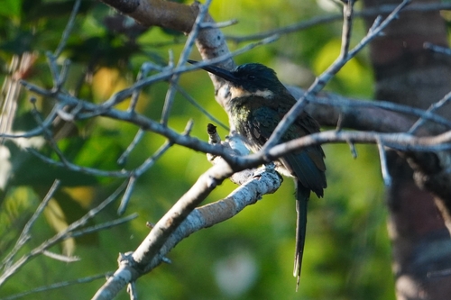 Bronzy Jacamar (Galbula leucogastra), photo 10