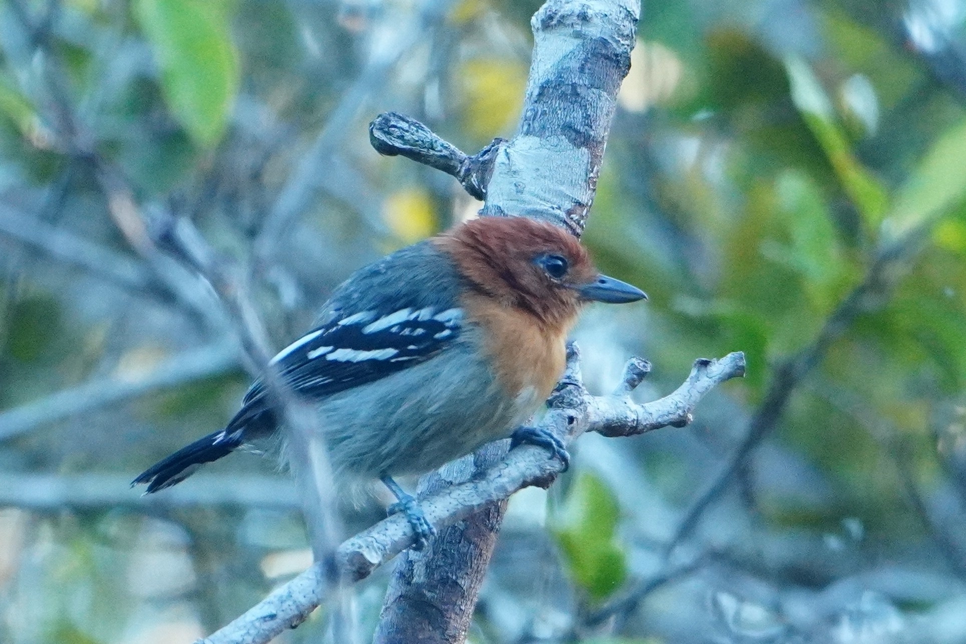 Amazonian Antshrike (Thamnophilus amazonicus), photo 1