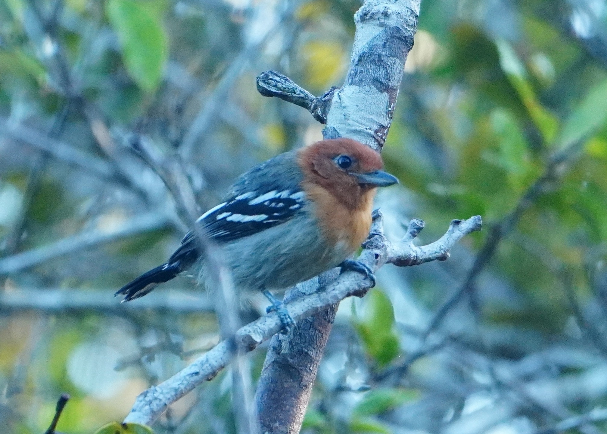 Amazonian Antshrike (Thamnophilus amazonicus), photo 2