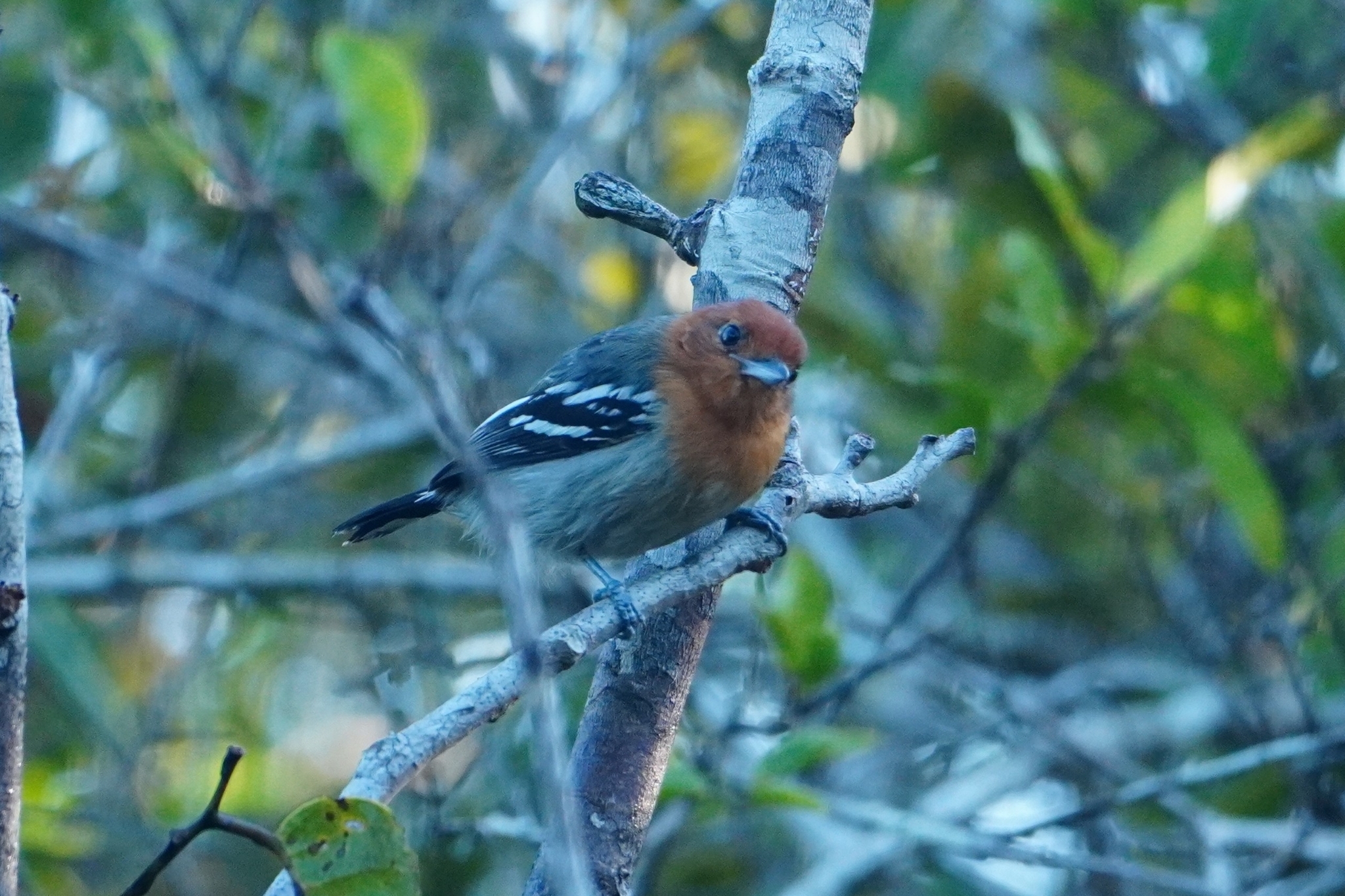 Amazonian Antshrike (Thamnophilus amazonicus), photo 3