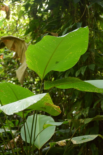 Foto de Papiro