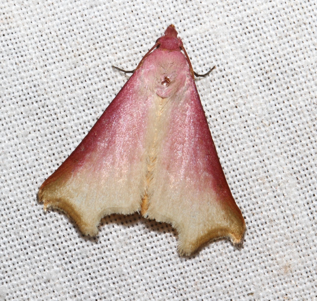 Rhododactyla semirosea