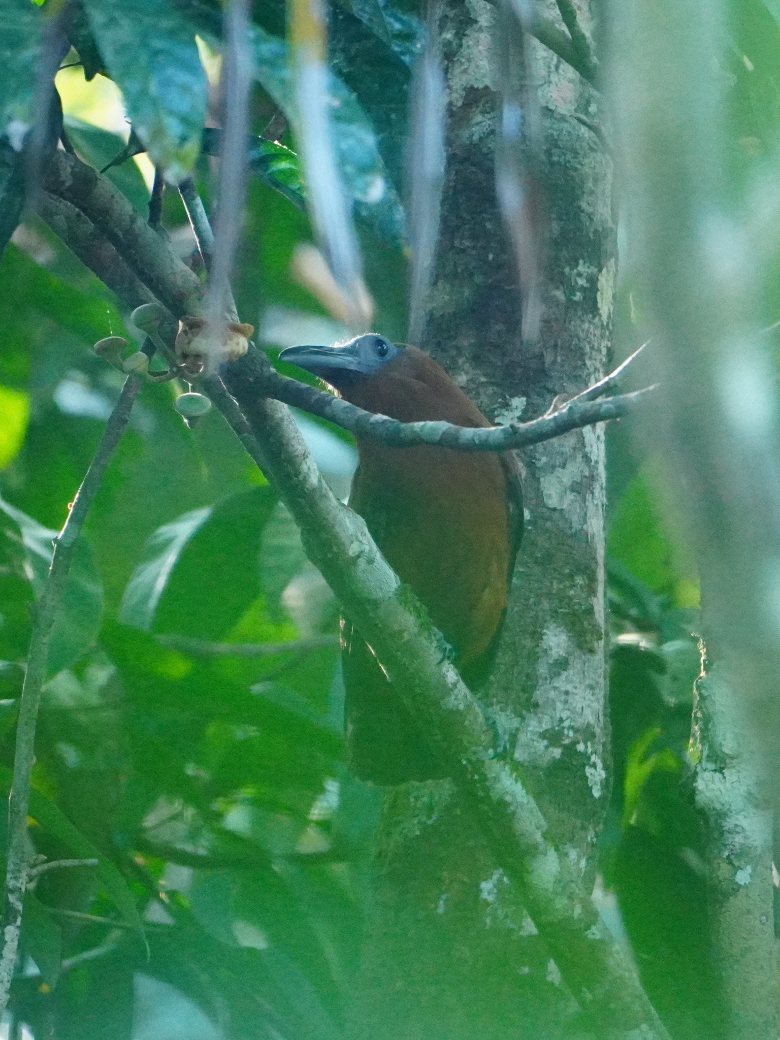 Capuchinbird (Perissocephalus tricolor), photo 1