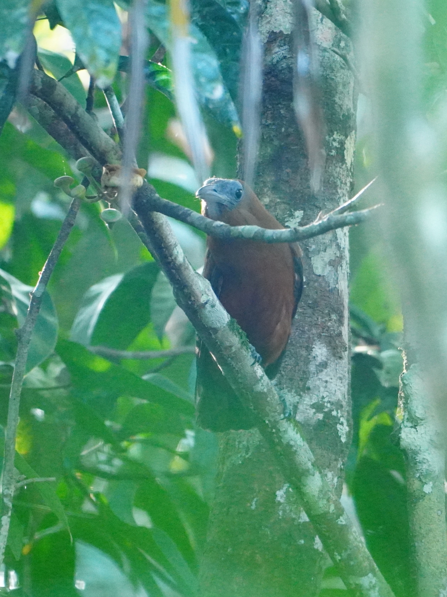 Capuchinbird (Perissocephalus tricolor), photo 2