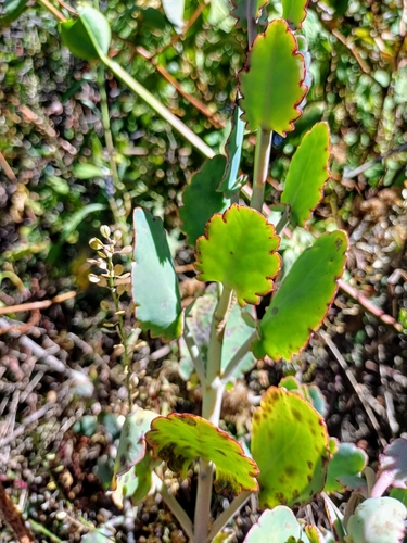 Foto de Madagascar
