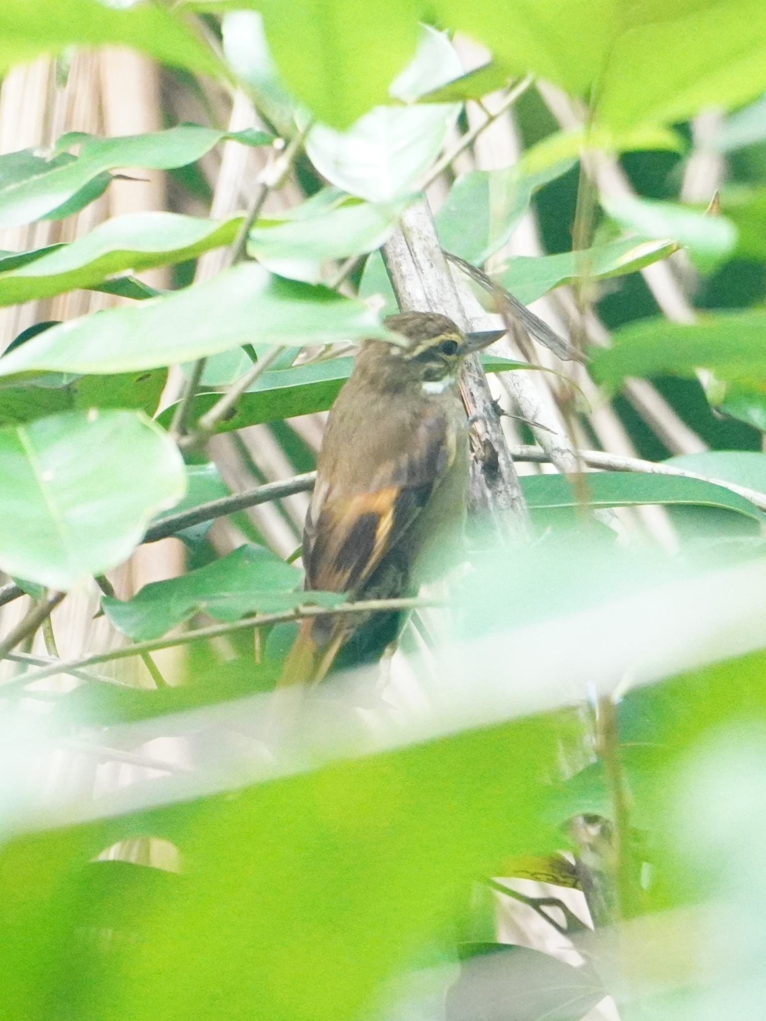 Amazonian Plain Xenops (Xenops genibarbis), photo 1