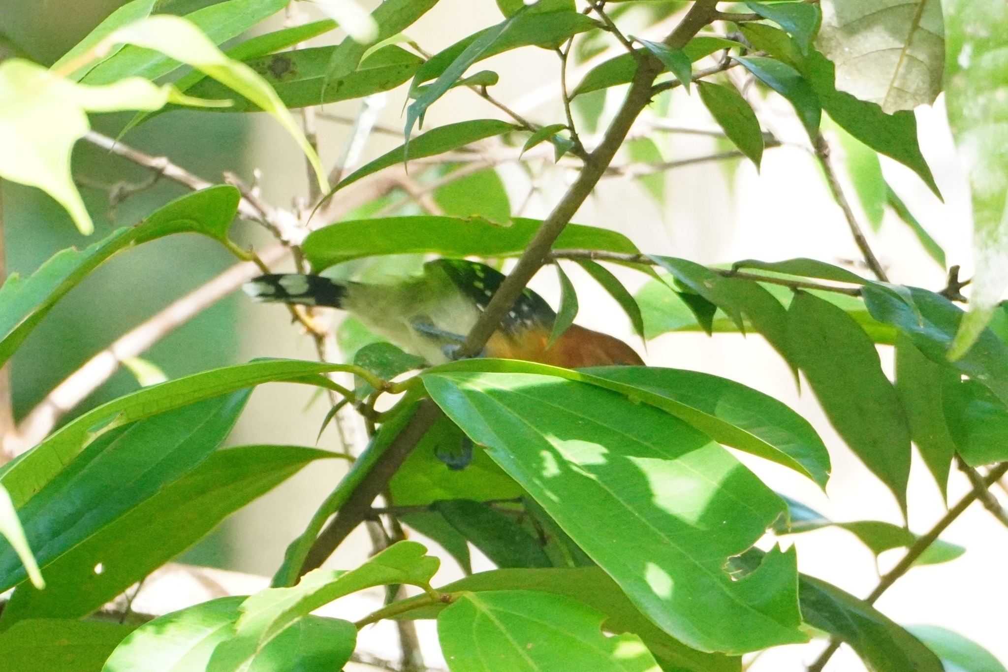 Amazonian Antshrike (Thamnophilus amazonicus), photo 5