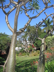Apocynoideae