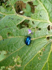 Oreina cacaliae