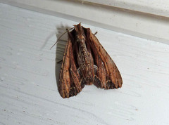 Apamea verbascoides