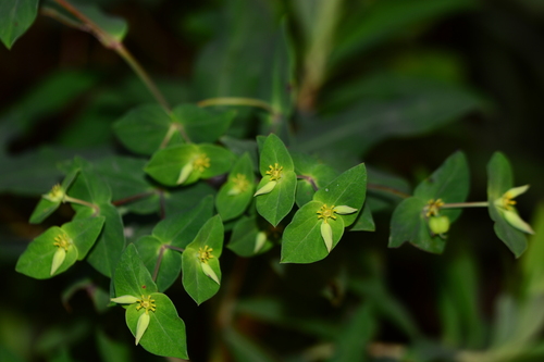 Euphorbia rothiana, 2025-01-17