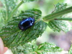 Chrysolina coerulans