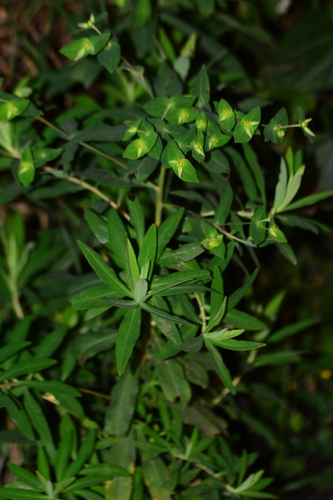 Euphorbia rothiana, 2025-01-17