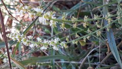 Sesamoides suffruticosa