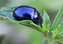 Chrysolina coerulans