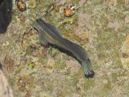 Beautiful rockskipper (Istiblennius bellus) — Blenniidae — 3