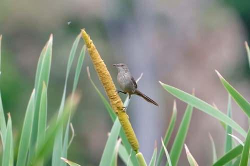 Madagascar Swamp Warbler (Acrocephalus newtoni), photo 2
