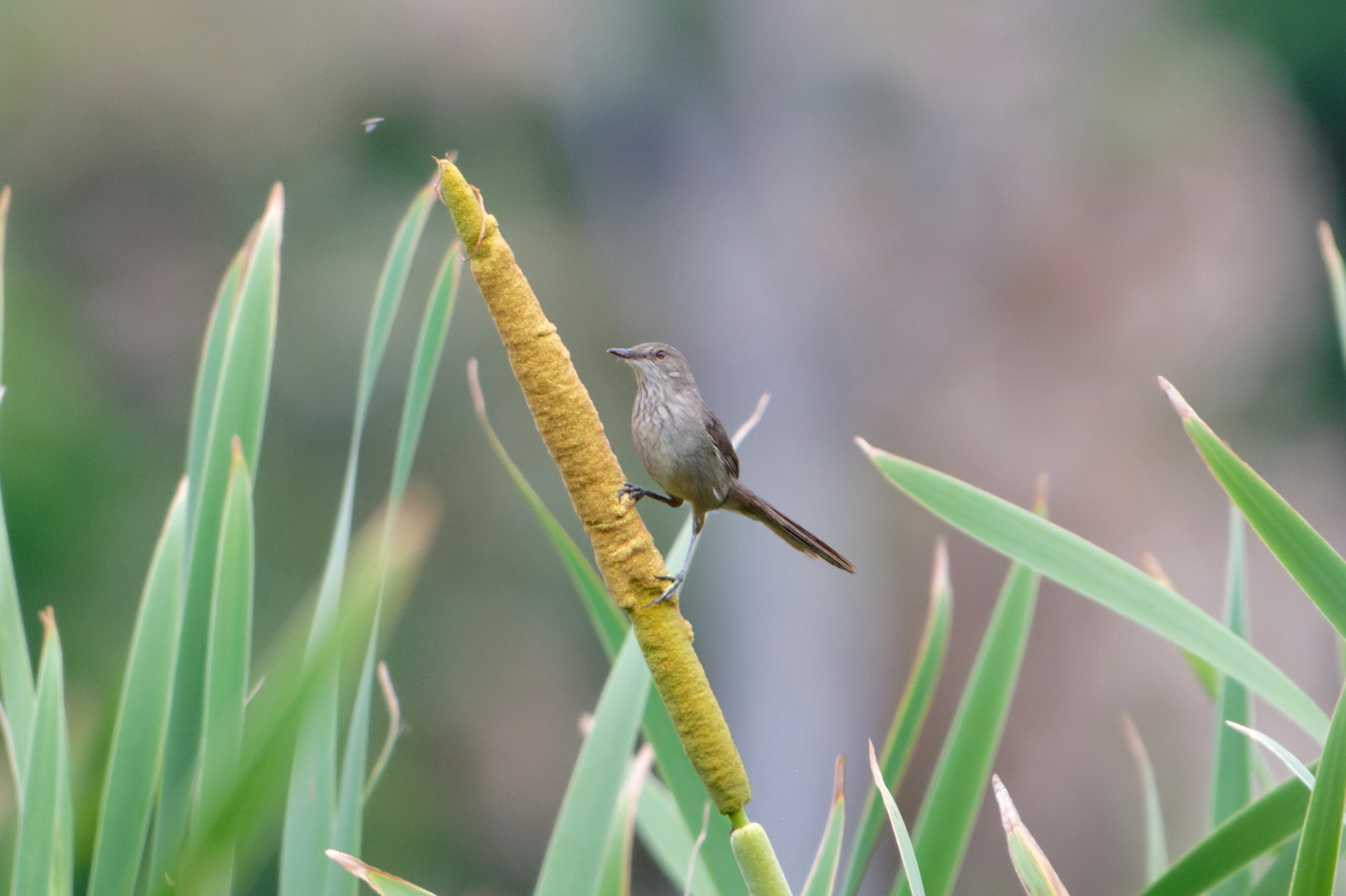 Madagascar Swamp Warbler (Acrocephalus newtoni), photo 2