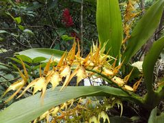 Brassia